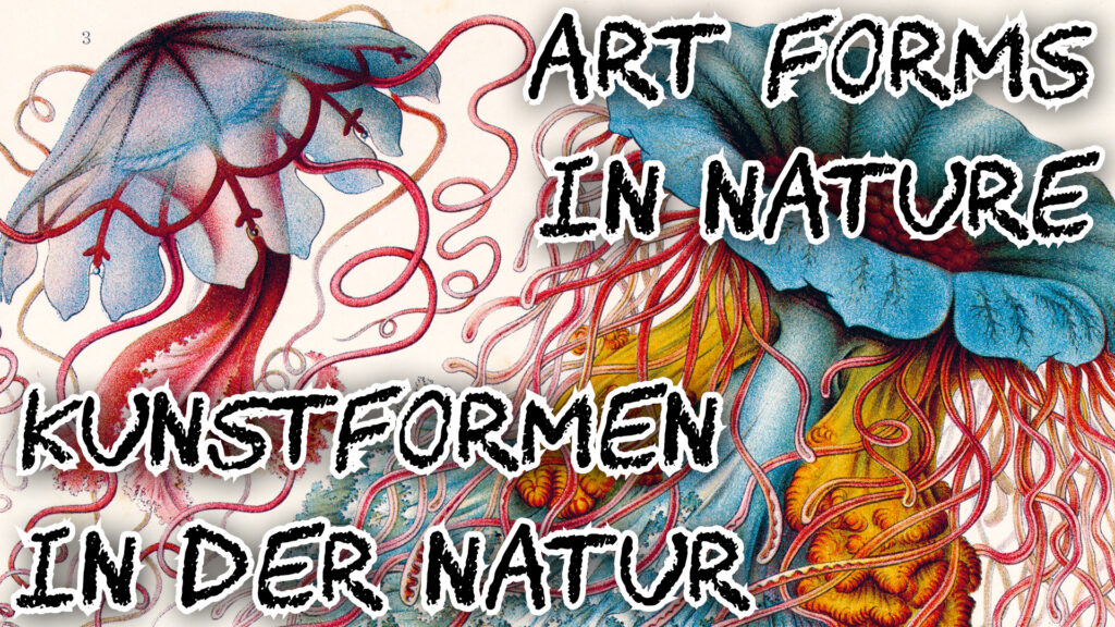 Adventskalender 2025 Tag 11: Kunstformen in der Natur. Seite aus der gleichnamigen Buchreihe 1899-1904 von Ernst Haeckel.