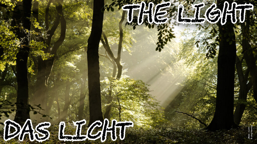 Fotografie „Wald – Licht“, © Jörg Henning